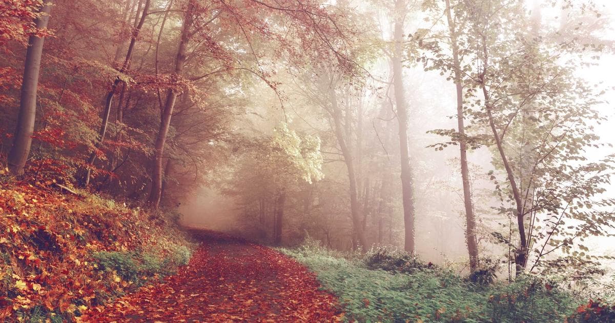 Blockchain und KI: Die perfekte Symbiose